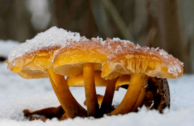 Cogumelos de inverno